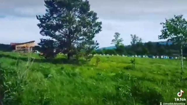 😇 Приехали на пасеку! Птички поют, пчелы жужжат. Красота! смотреть онлайн