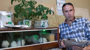 Перепела в квартире , вся правда!!! Biolatic против запаха и пыли