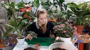 ЦИОН(ZION) ДЛЯ КОМНАТНЫХ РАСТЕНИЙ /ПРОВЕРКА НА ФИАЛКАХ