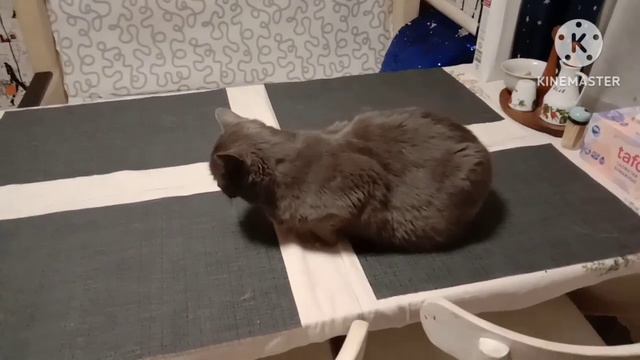 Перестановка на кухне.Злобная кошка и добряк кот🤣👍 смотреть онлайн