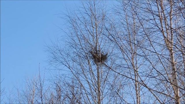 Зачем ? сорокам два гнезда? Pica Pica.