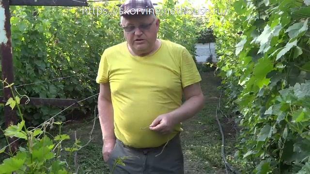 Чем подвязывать виноград смотреть онлайн