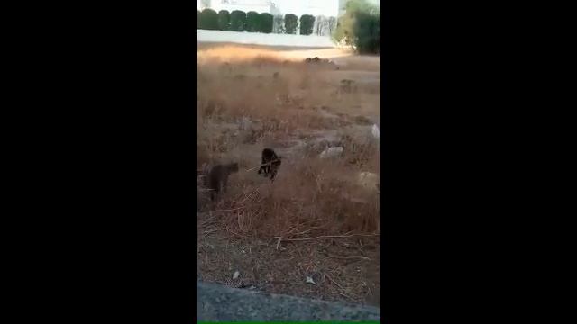 Коты выясняют отношения, кошачьи разборки!!! смотреть онлайн