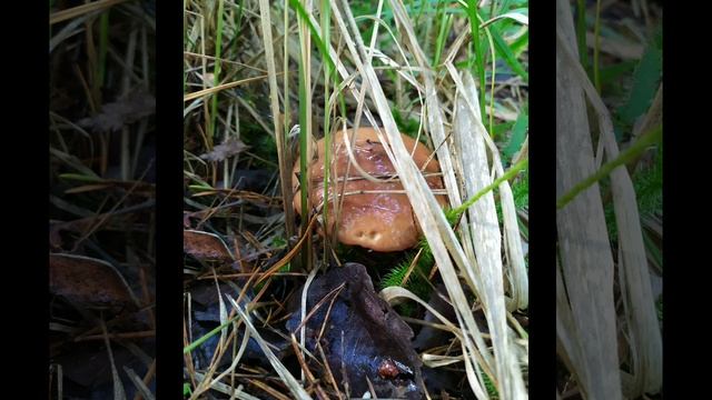 Пиратская жизнь Нина и Вовчик - "спортивный" стиль ???| Сплетница смотреть онлайн