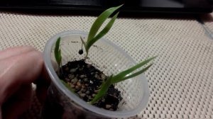 Как вырастить ирисы из семян?