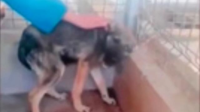 ЭТО НАДО ВИДЕТЬ😭 Ее погладили впервые в жизни! На это невозможно смотреть без слез! смотреть онлайн