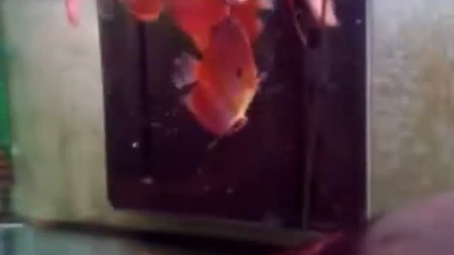 Super Eruption Discus 