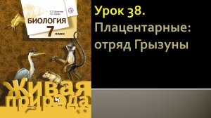 Урок 38. Плацентарные: отряд Грызуны