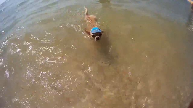 ЗАПЛЫВ ЧИХУАХУА смотреть онлайн