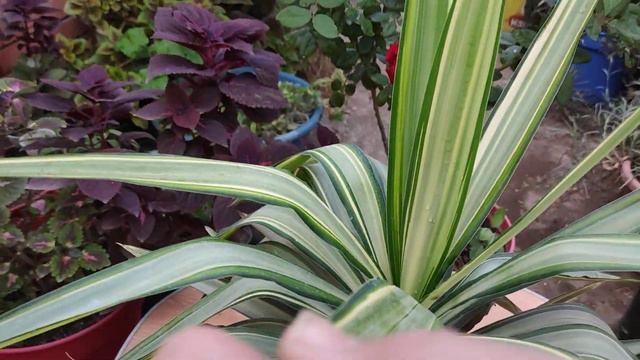 نبات اليوكا البيضاء ( الفضى ) ... white yucca смотреть онлайн