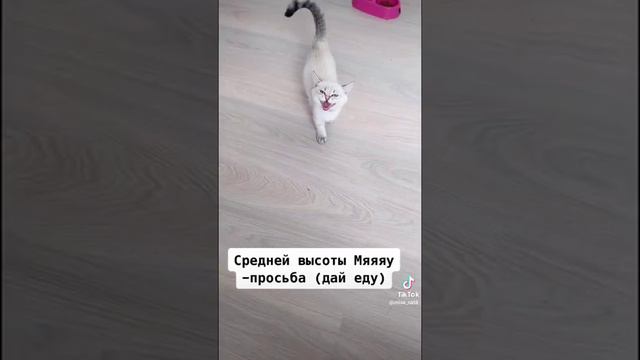 Язык кошек!!! 🥰🥰🥰 =) ⬇️ смотреть онлайн