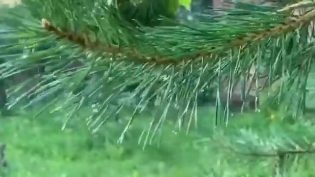 ЭКОАвоська - многоразовые мешочки для фасовки, мытья и хранения овощей и фруктов. смотреть онлайн