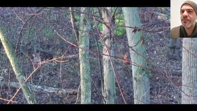 .best hunting compilation ever. lion. cheeta. Coyote. bear. Turkey. Ducks смотреть онлайн