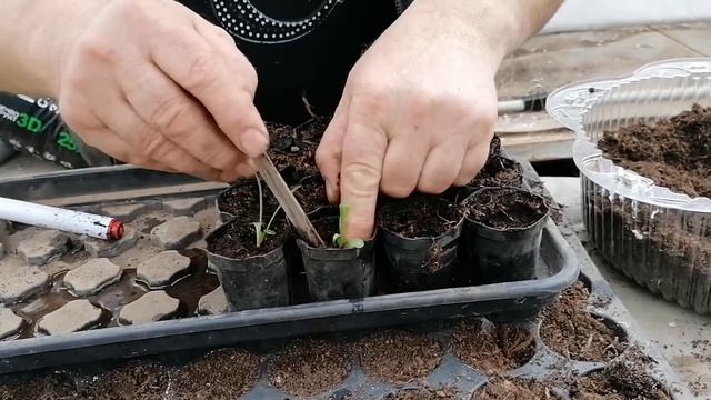 Пикируем газанию из собственных семян смотреть онлайн