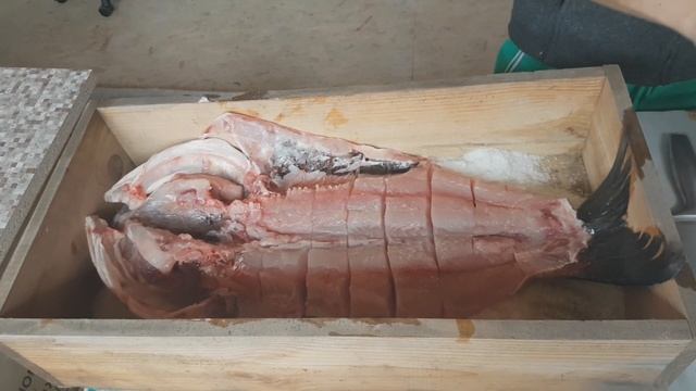 Вяленый толстолобик. балык рыбный. смотреть онлайн