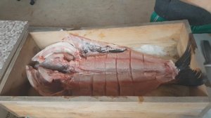 Вяленый толстолобик. балык рыбный.