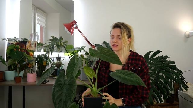 Houseplant Tour, Alocasia Plants: Lauterbachiana, Dragon Scale, Bisma, Scalprum, Wentii, Simpo, etc смотреть онлайн