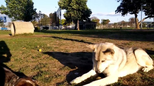 Wolf Dog Snaps After Constant Harassment By Pitbull Mix At Dog Park смотреть онлайн