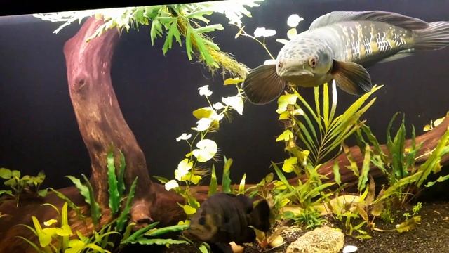 Змееголов Императорский(channa marulioides) смотреть онлайн