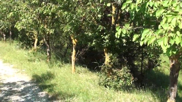 Маленькие водоплавающие зверьки 29.05.7528 Лета смотреть онлайн
