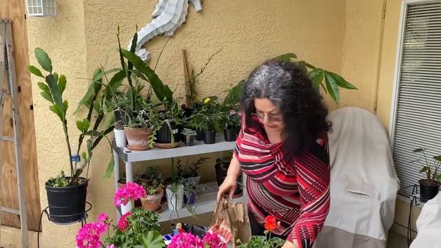 CUIDADOS BASICOS DE GERANIUM | CARDENALES |MALVON| PELARGONIUM  Y PROTECCION DE LAS HELADAS