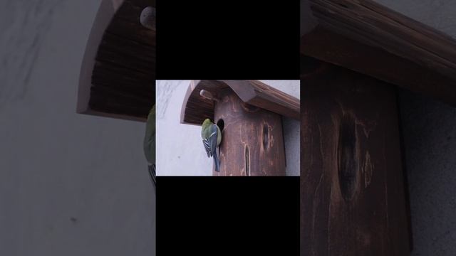 Проверка летка, для синиц в дуплянке ? смотреть онлайн