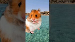 Хомяк Блогер