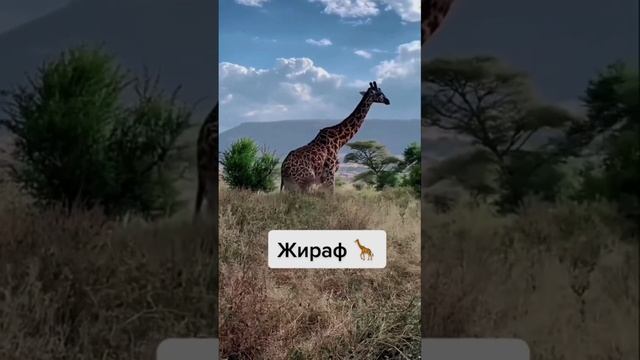 ЖИВОТНЫЕ КОТОРЫЕ НАВСЕГДА ИСЧЕЗНУТ В 2025 ГОДУ!!! смотреть онлайн