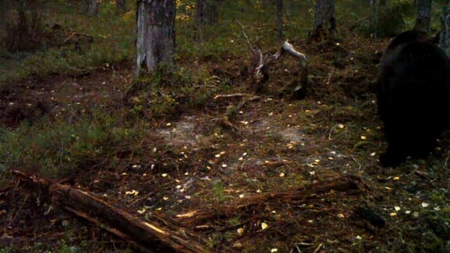 Бурый медведь (фотоловушка Печоро-Илычского заповедника) смотреть онлайн
