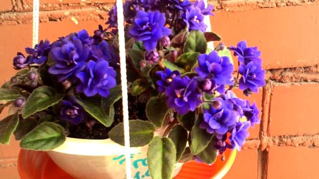 Фиалка-трейлер Sundow Trail смотреть онлайн