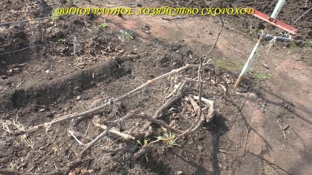 Виноград плачет. Что делать? смотреть онлайн