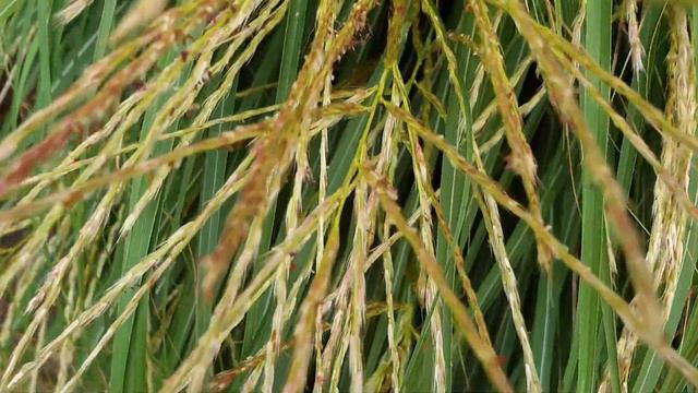 Miscanthus Sinensis 'Adagio'