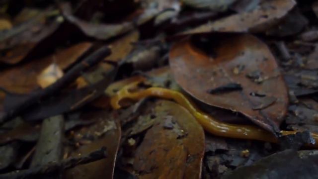 Flatworm Facts: WORMS that can live INSIDE YOU | Animal Fact Files смотреть онлайн