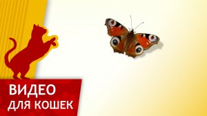 Видео для кошек - Поймай бабочку (Развлеки своего кота)