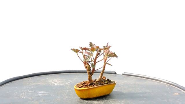 Planta De Acento Kusamono Geranium PA_GR07