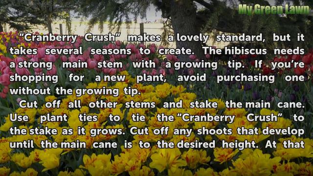 Cranberry Crush Hibiscus Pruning смотреть онлайн