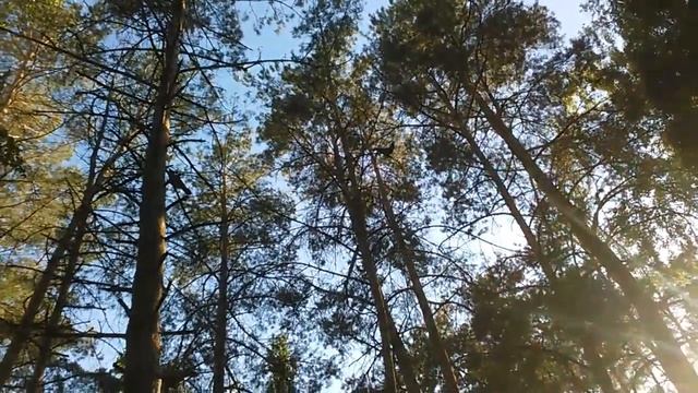 Вороненок. Слеток. смотреть онлайн