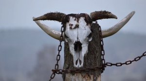 Сонник Бык. Сонник толкование Бык. К чему снится Бык.