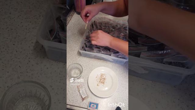 посадка Павловнии в ЗИП пакет