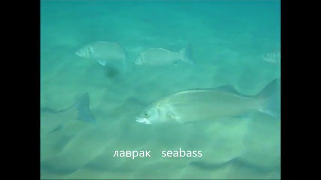 Sea bass fishing Лаврак рыбалка на Крите смотреть онлайн