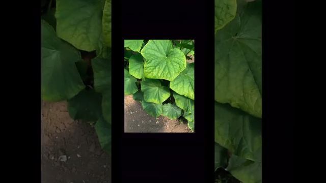 Проблемы с корнем = лист лодочкой смотреть онлайн