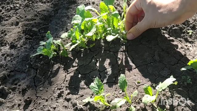 Как проредить репу / как прореживать репу / прореживание репы смотреть онлайн