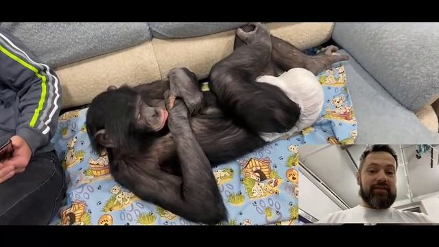 Прямой эфир | Дан Запашный и шимпанзе Боня | Вопрос Ответ смотреть онлайн