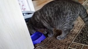 Беременность кошки/Признаки беременности/Как она себя чувствует