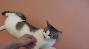 Как кошка ведёт себя во время течки?