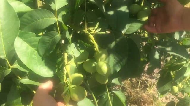 Какая реальная урожайность ореха интенсивного карлика? смотреть онлайн