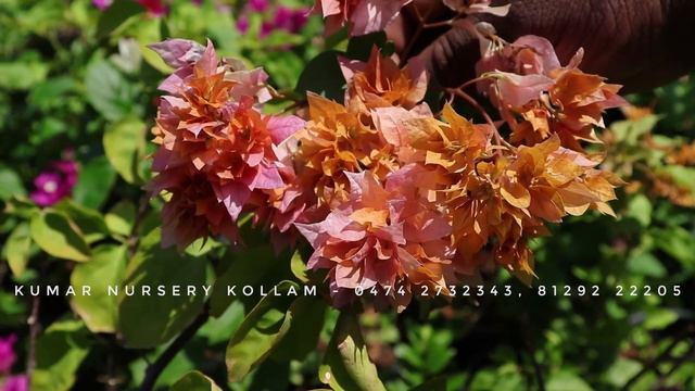 Different Types Of Bougainvilleas Starting From ₹50 At Kumar Nursery | Bougainvillea Collection