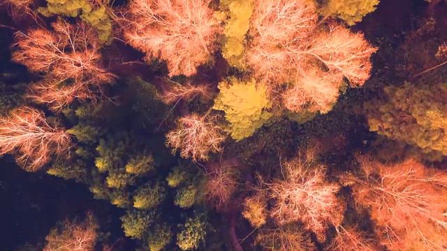 Ботанический сад при Академии Наук. смотреть онлайн