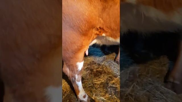 Как доить первотелку. Доим руками. Тугая корова. Доим корову. Жизнь в деревне. смотреть онлайн