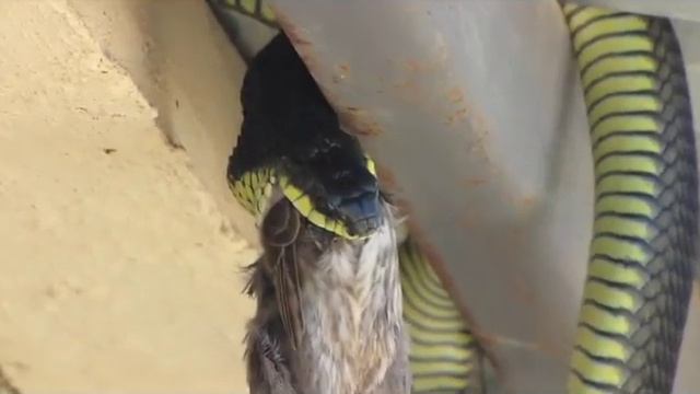Big Boomslang Snake Eating A Bird